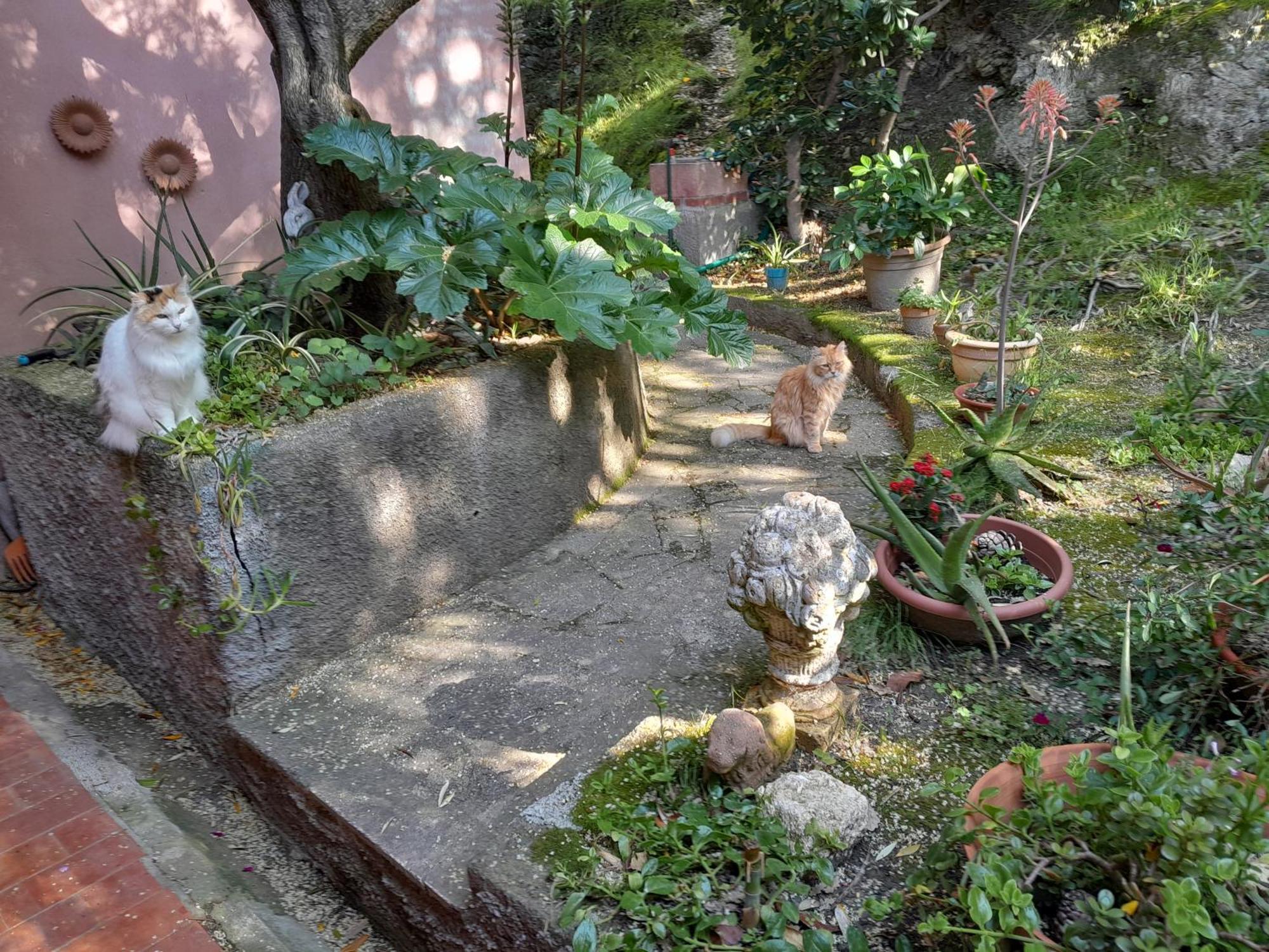 La Camera Tra Gli Ulivi Dream Finale Finale Ligure Habitación foto